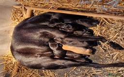 Labrador Retriever dogs for sale: Labrador puppies  - Image 9