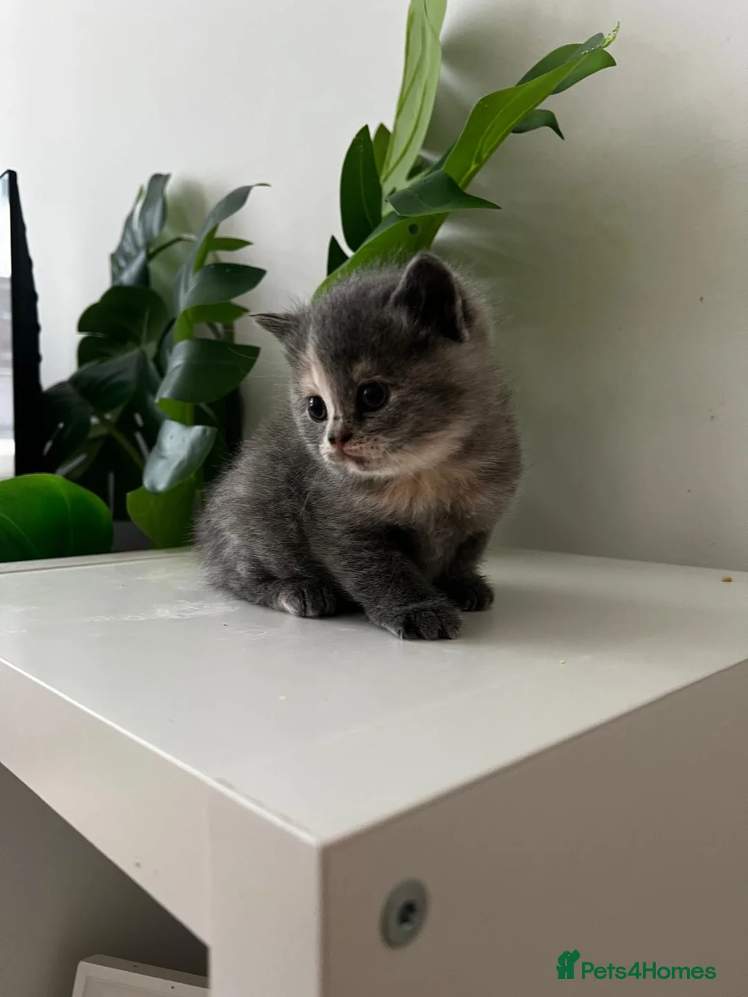 Mixed Breed cats for sale: [Last Girl!] British Short x Mainecoon Hair  - Advert 14