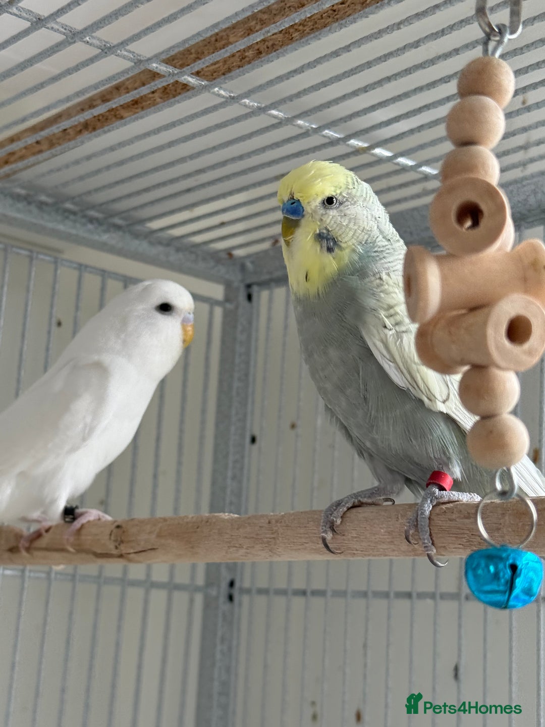 Budgerigars birds for sale: Young and adult unique colour budgies in London - Image 13