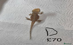 Bearded Dragon reptiles for sale: Various Baby Bearded Dragons For Sale - Advert 8