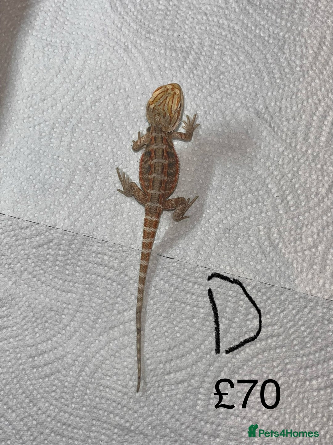 Bearded Dragon reptiles for sale: Various Baby Bearded Dragons For Sale - Advert 8