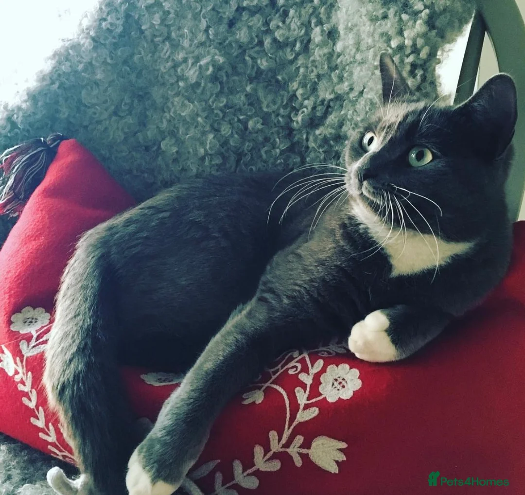 Mixed Breed cats for sale: Retirement home for beautiful grey girl  - Advert 1