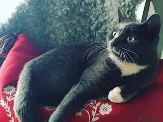 Mixed Breed cats Retirement home for beautiful grey girl - Advert 2