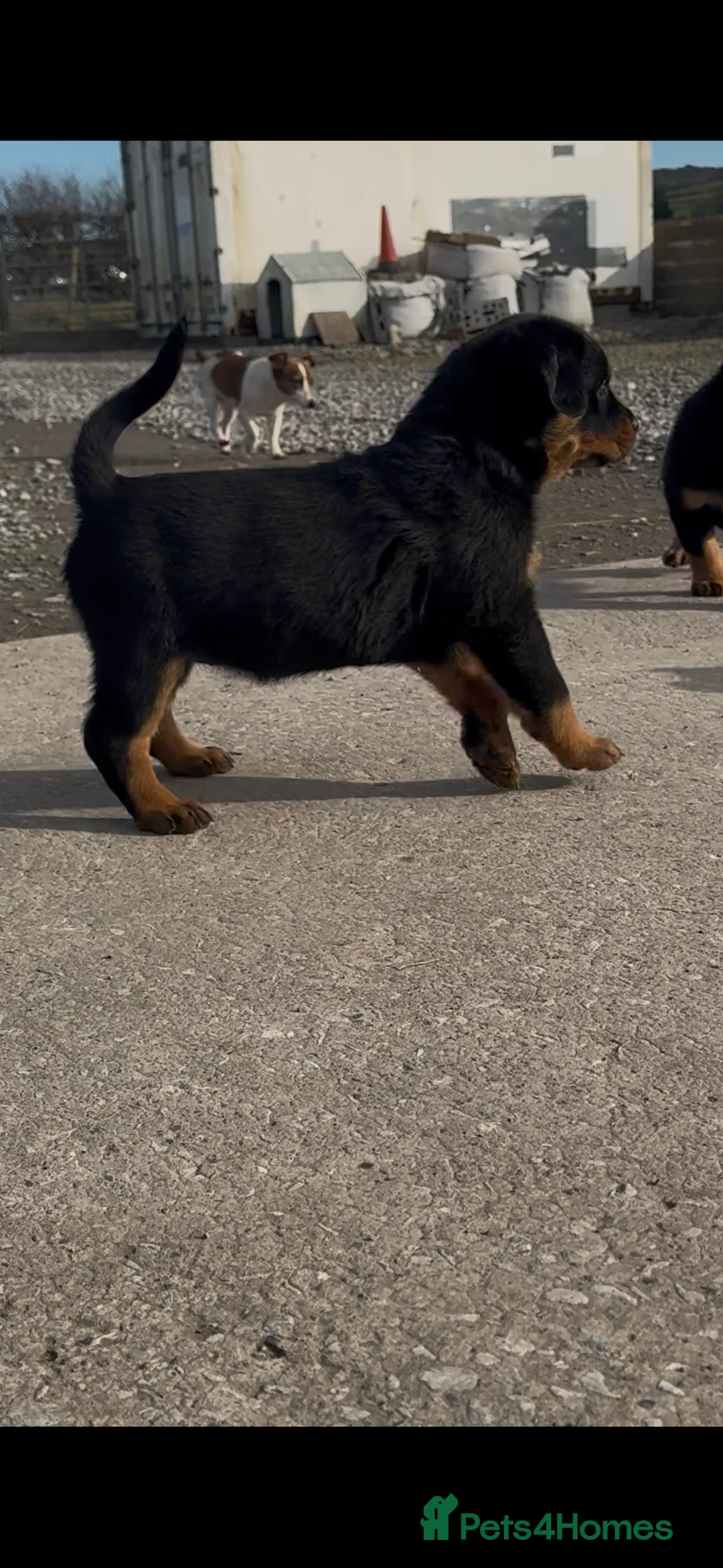 Rottweiler dogs for sale: Gorgeous Rottweiler puppies  - Advert 18