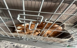 Cavapoo dogs for sale: 5 beautiful F1 cavapoo puppies - Image 14