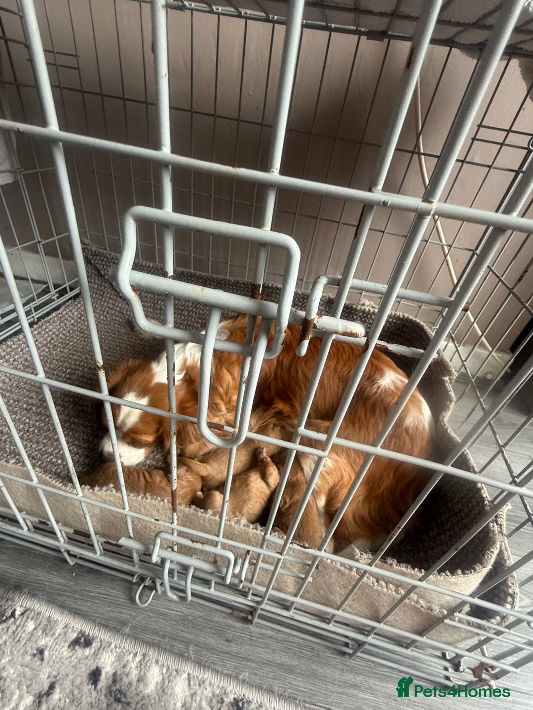 Cavapoo dogs for sale: 5 beautiful F1 cavapoo puppies - Image 14