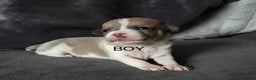 Chiweenie dogs for sale: Beautiful Chiweenie puppies  - Advert 2