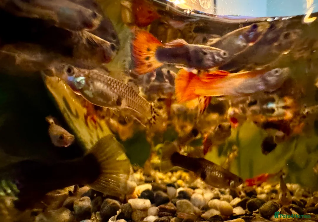 Other/Mixed Breed fish for sale: Beautiful Guppies in Chiswick - Various Colours in London - Advert 1