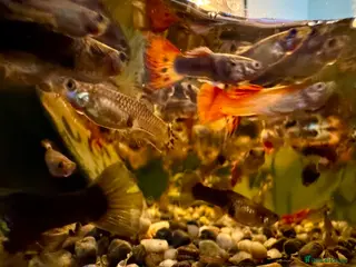 Other/Mixed Breed fish Beautiful Guppies in Chiswick - Various Colours - Advert 7