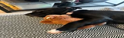 Mixed Breed dogs for sale: 🐾 Beautiful Nova is looking for her forever home  - Advert 3