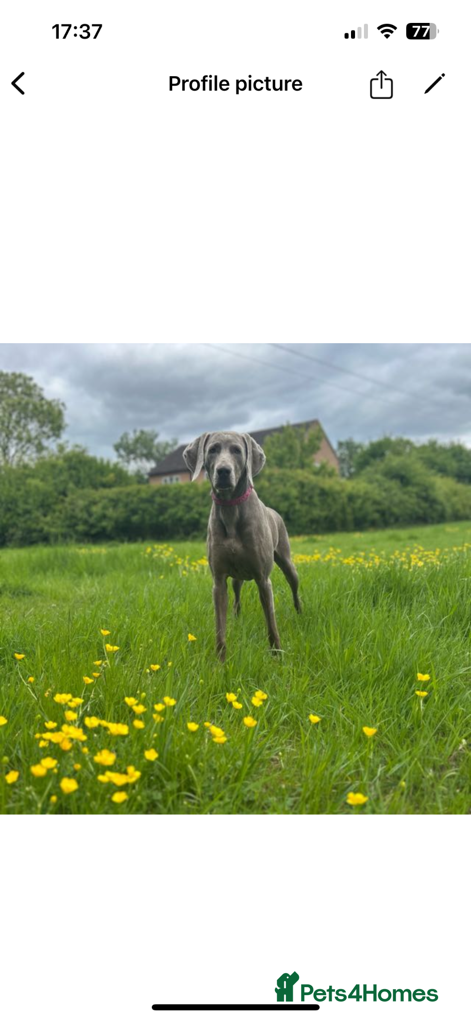 Weimaraner dogs Silver Weimaraner puppies for sale  - Advert 2