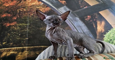 Sphynx cats - Advert 7