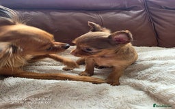 Russian Toy Terrier dogs for sale: Russian Toy Puppies  - Image 7