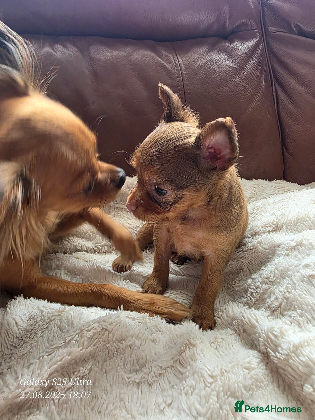 Russian Toy Terrier dogs for sale: Russian Toy Puppies  - Image 7