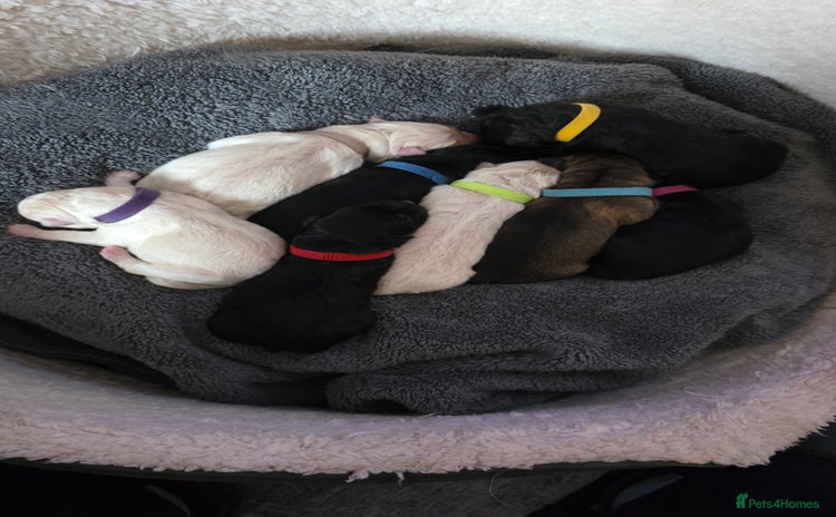 German Shepherd dogs Amazing german shepherd puppies for rehousing  - Advert 2