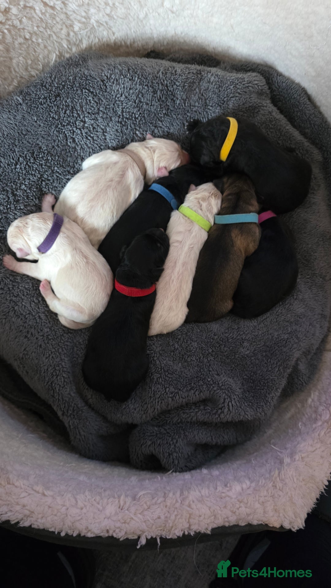 German Shepherd dogs for sale: Amazing german shepherd puppies for rehousing  - Advert 1