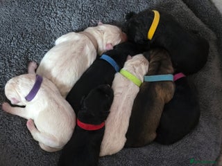 German Shepherd dogs Amazing german shepherd puppies for rehousing - Advert 4