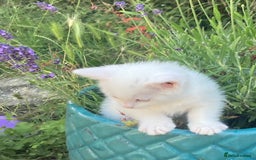 Turkish Van cats for sale: Gorgeous & Loving Turkish Van Kittens - Image 8