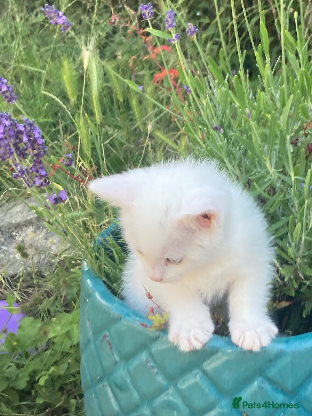 Turkish Van cats for sale: Gorgeous & Loving Turkish Van Kittens - Image 8
