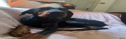 Dobermann dogs for stud: KC reg health tested Stud carries brown and dilute in Stockton-on-Tees - Advert 3