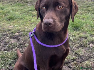 Labrador Retriever dogs - Advert 11