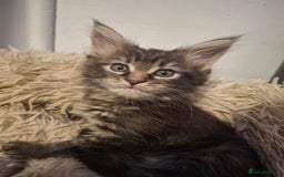 Maine Coon cats for sale: 💫Stunning Maine Coon Kittens 💫 - Image 3