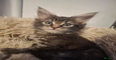 Maine Coon cats - Advert 9