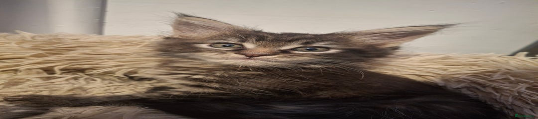 Maine Coon female 