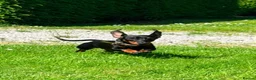 Miniature Dachshund dogs for sale: KC PRA Clear Champion lines Miniature Dachshunds - Advert 9