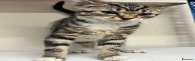 Mixed Breed Kitten 1