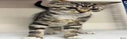 Mixed Breed cats for sale: Kitten tabby female beautiful - Advert 2