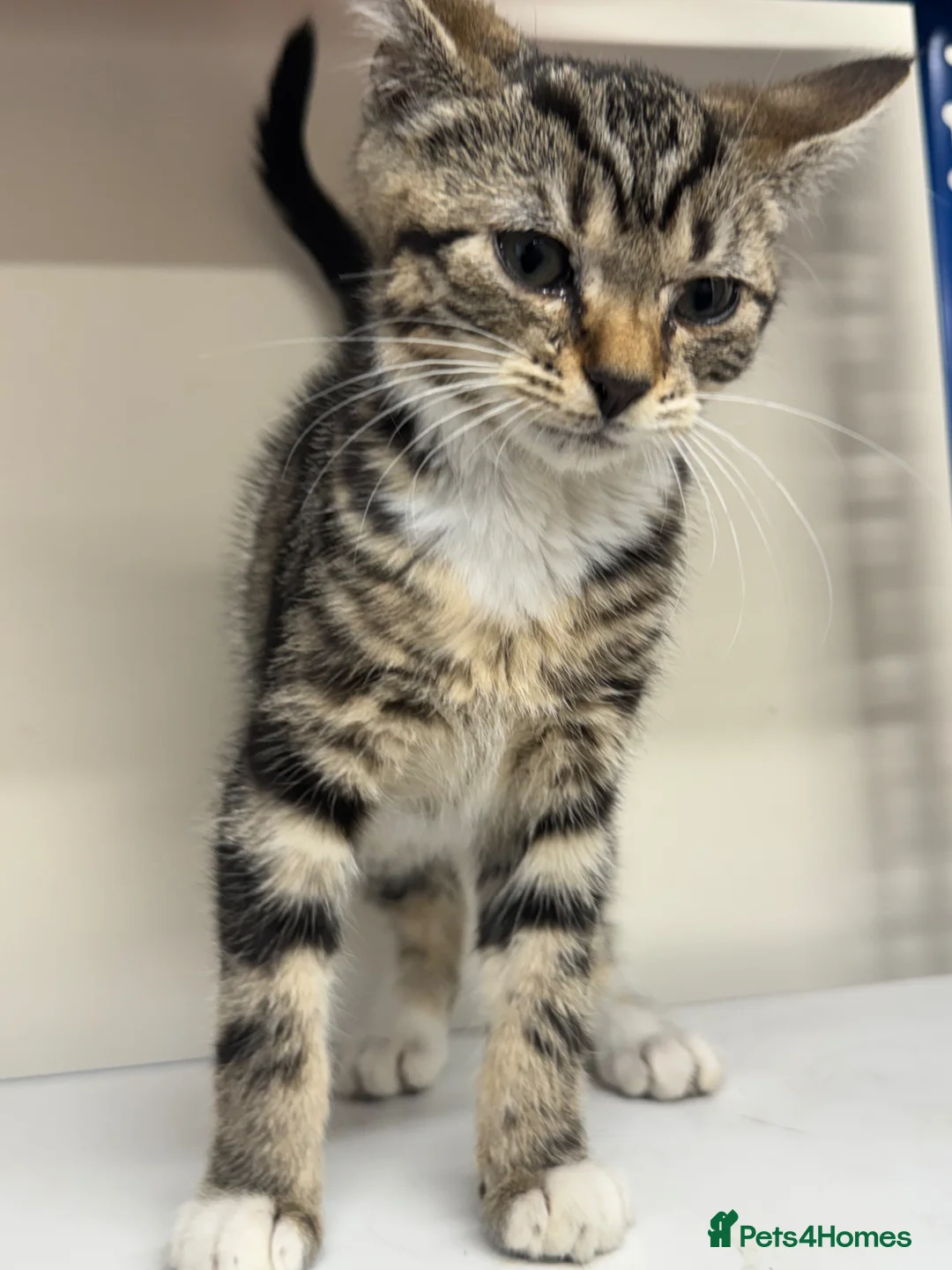 Mixed Breed cats for sale: Kitten tabby female beautiful - Advert 2