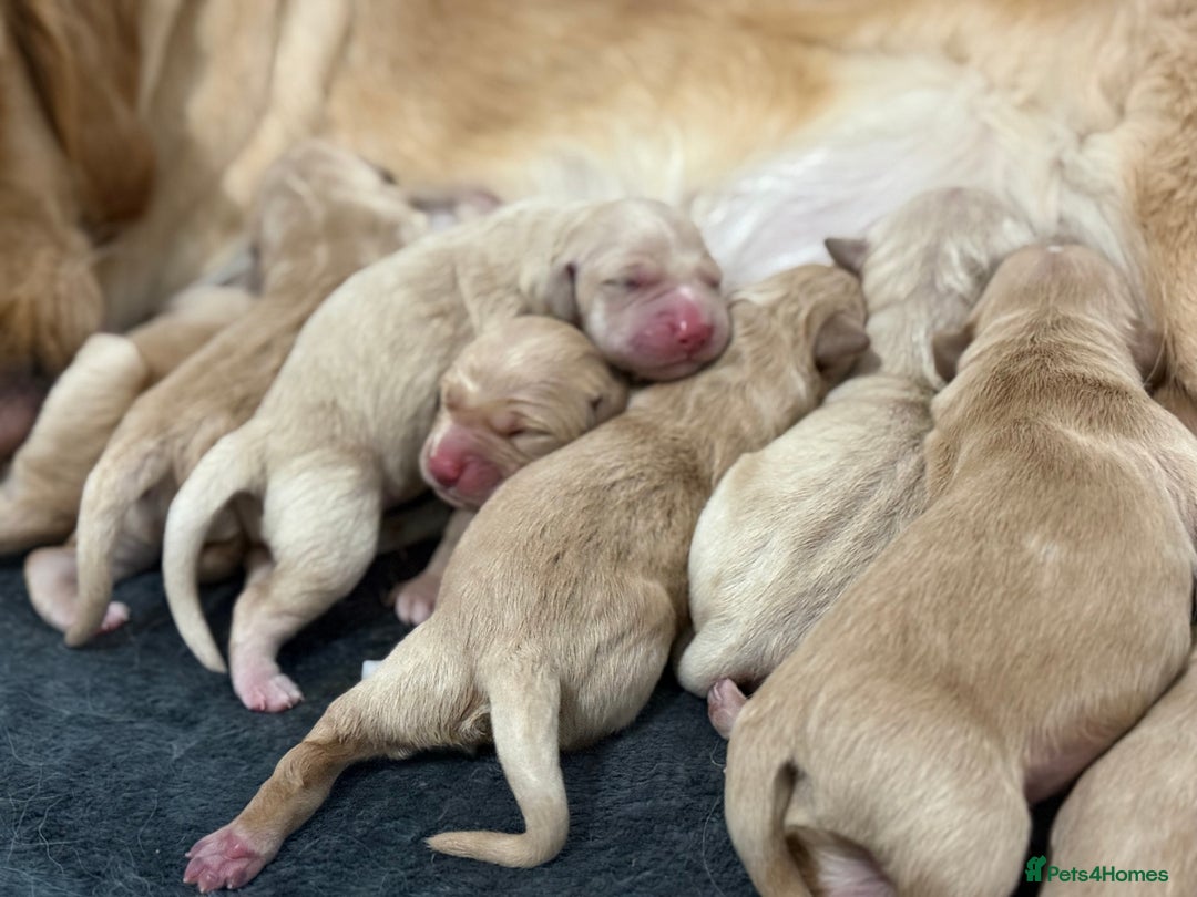 Golden Retriever dogs for sale: KC Golden Retriever Puppies - The Stranger Gang  - Advert 19