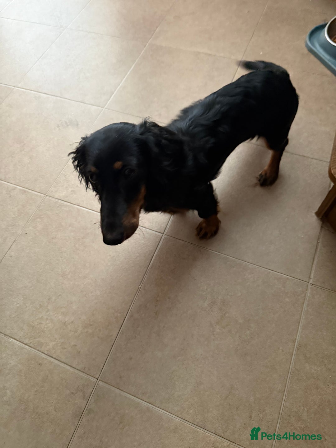 Miniature Dachshund dogs for sale: Miniature dashund - Image 2