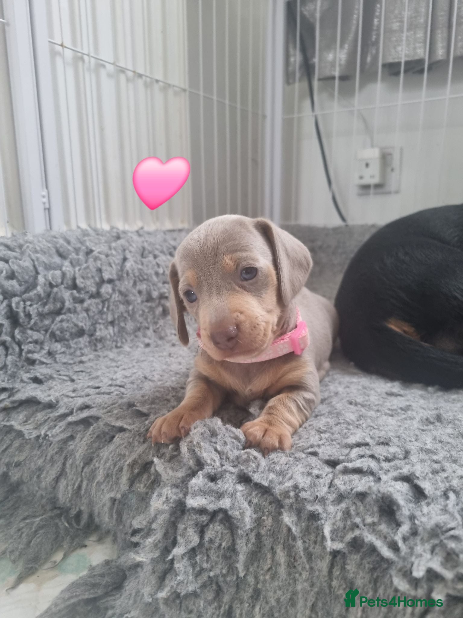 Dachshund dogs Miniature smooth daschund pups - Advert 16