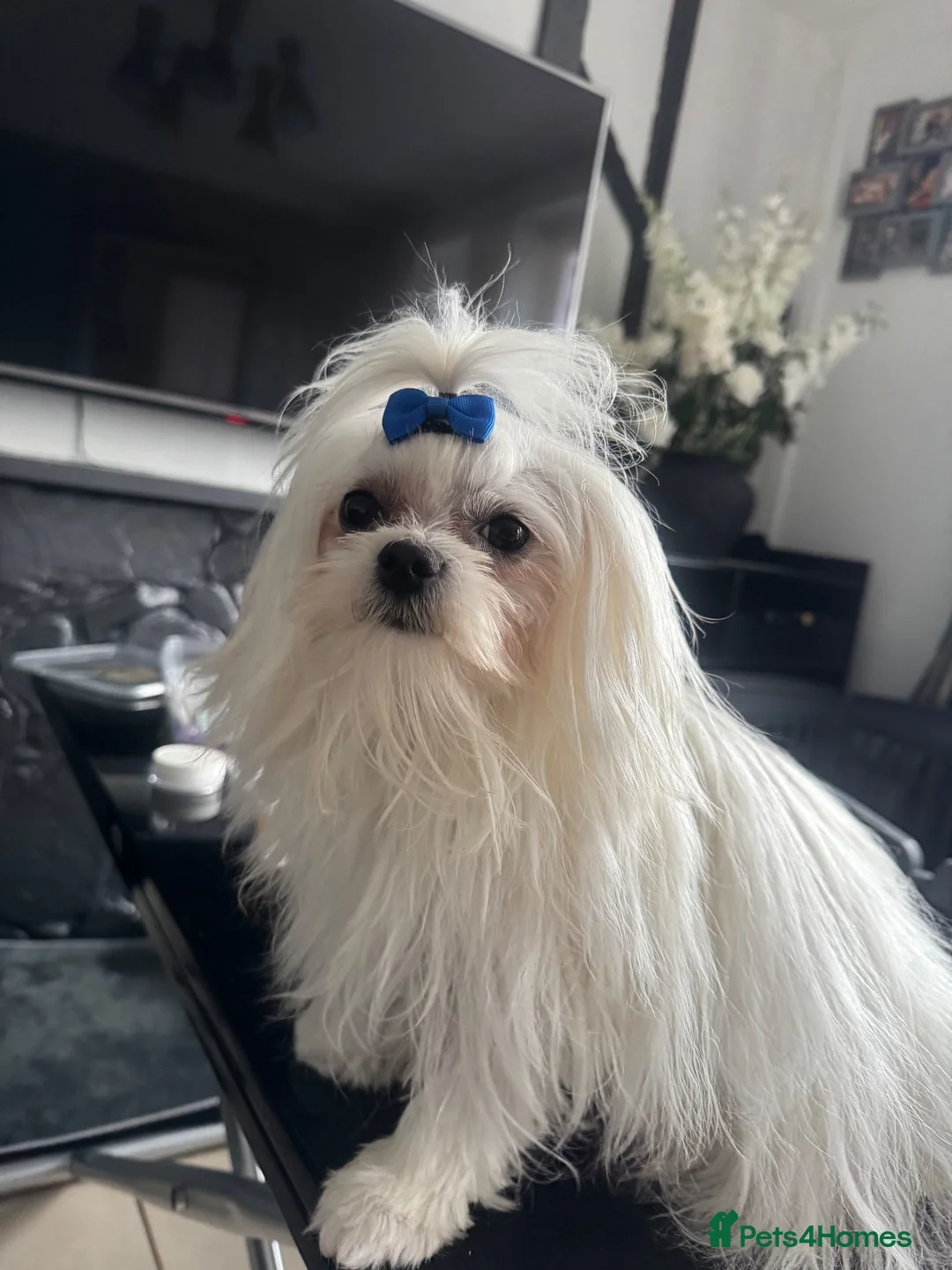 Maltese dogs for stud: 🐾Beautiful pure bread boy for stud 🐾 - Advert 2