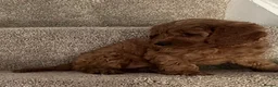 Mixed Breed dogs for sale: F1 Fox red cavapoo  - Advert 4