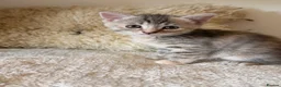 Mixed Breed cats for sale: Russian Blue Mix Kittens  - Advert 15