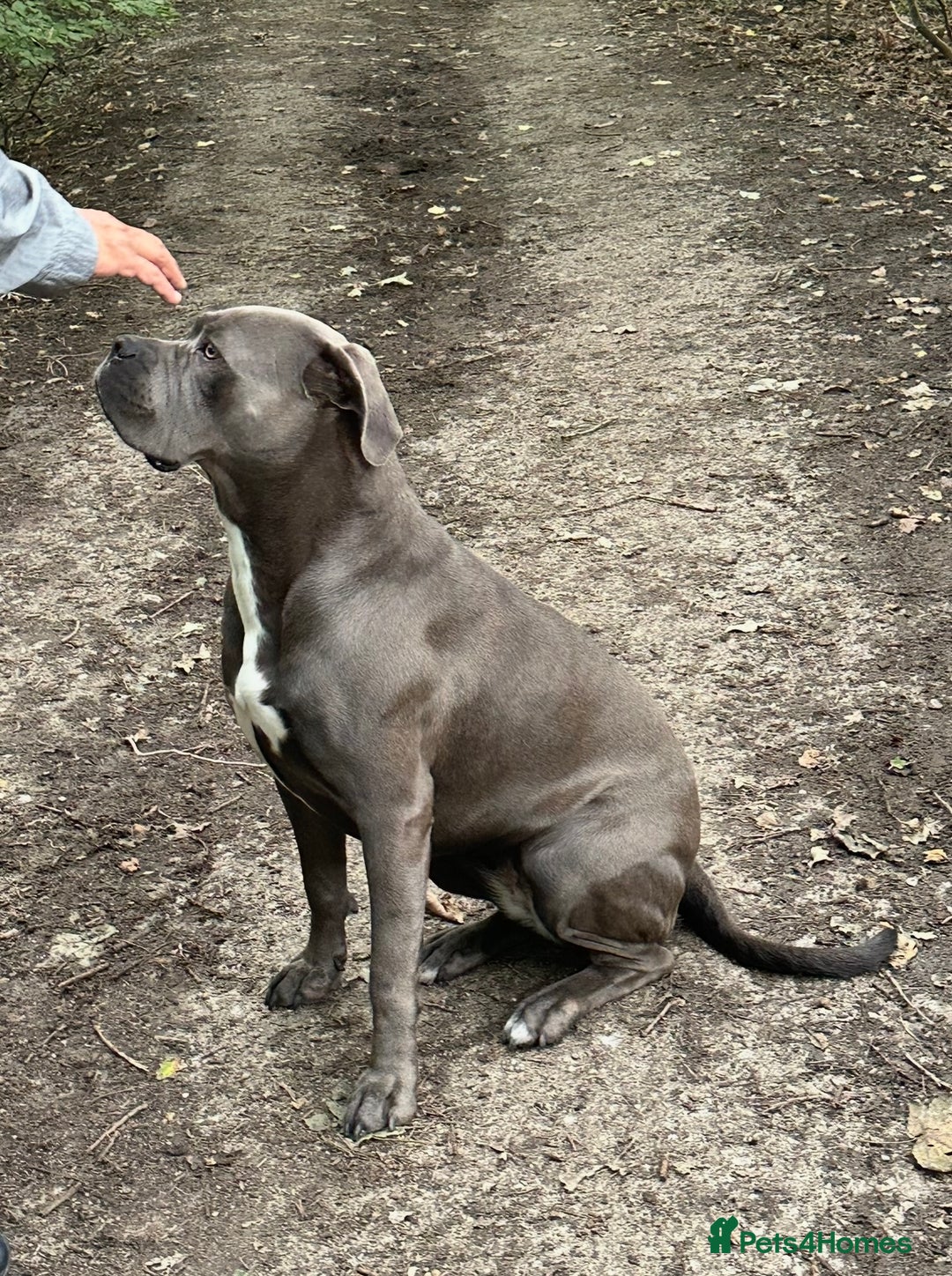 Cane Corso dogs for sale: CANE CORSO CHAMPION BLOOD LINE VERY GOOD STOCK - Advert 12