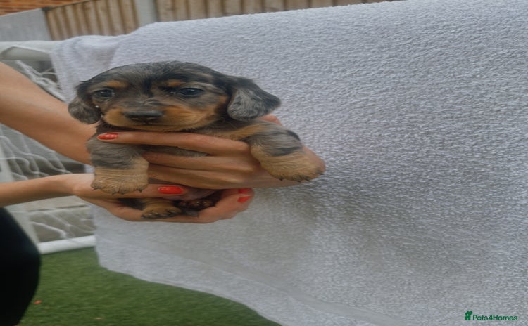 Miniature Dachshund dogs - Advert 2