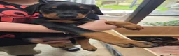 Dobermann dogs for sale: KC registered Dobermann puppies - Advert 6