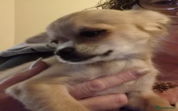 Chihuahua dogs for sale: Long haired chihuahua  - Image 28