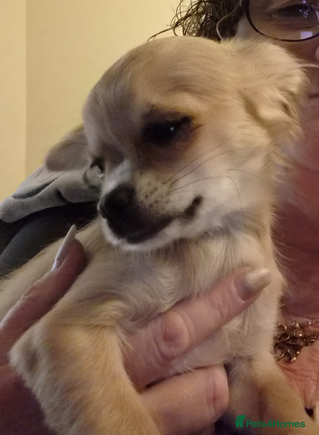 Chihuahua dogs for sale: Long haired chihuahua  - Image 28