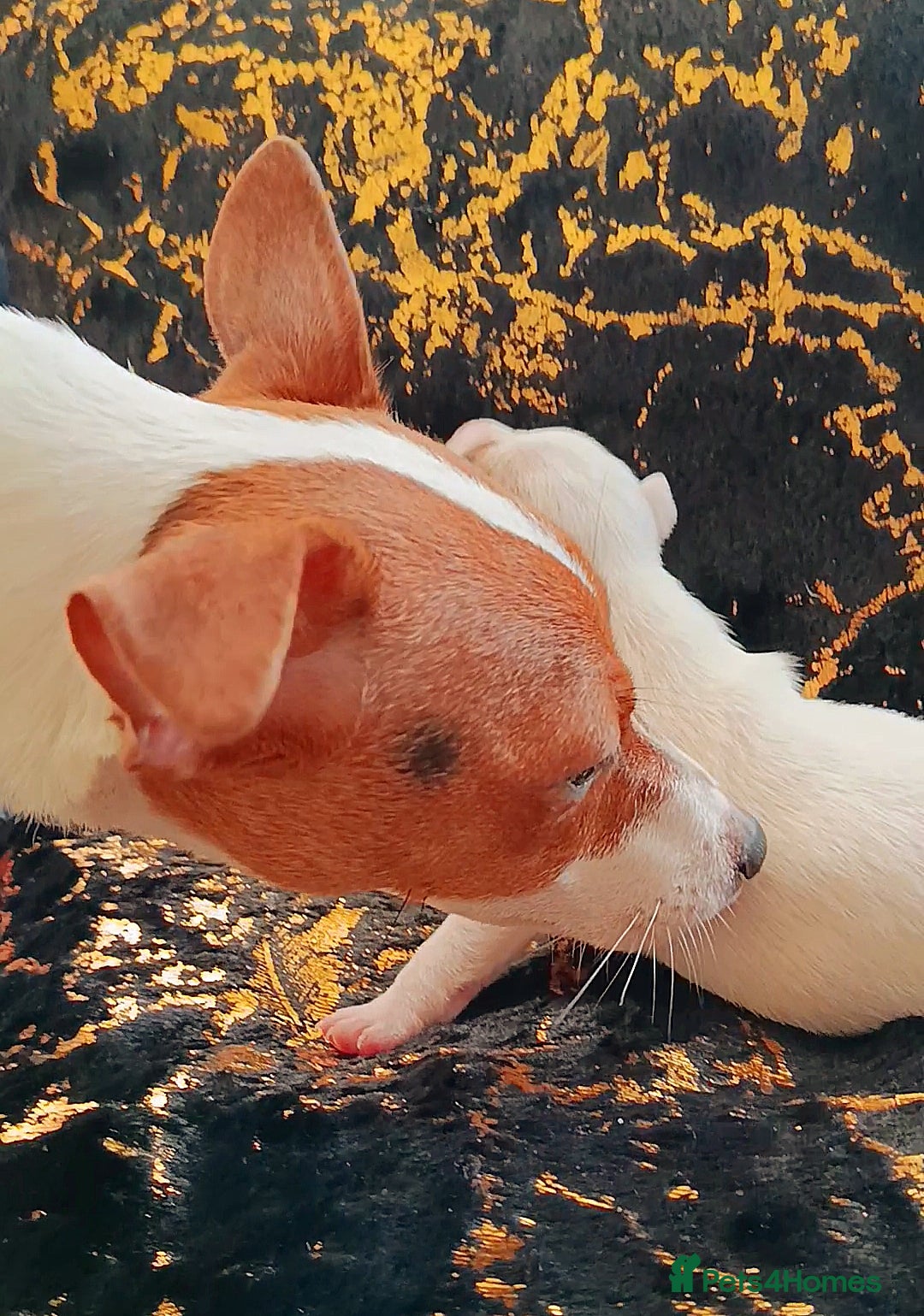 Jack Russell dogs for sale: 🤎🐶 Adorable Jack Russell Terrier Puppies✨ - Advert 6