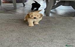 Cockapoo dogs for sale: F1 cockapoo puppies 5 boys  - Image 13