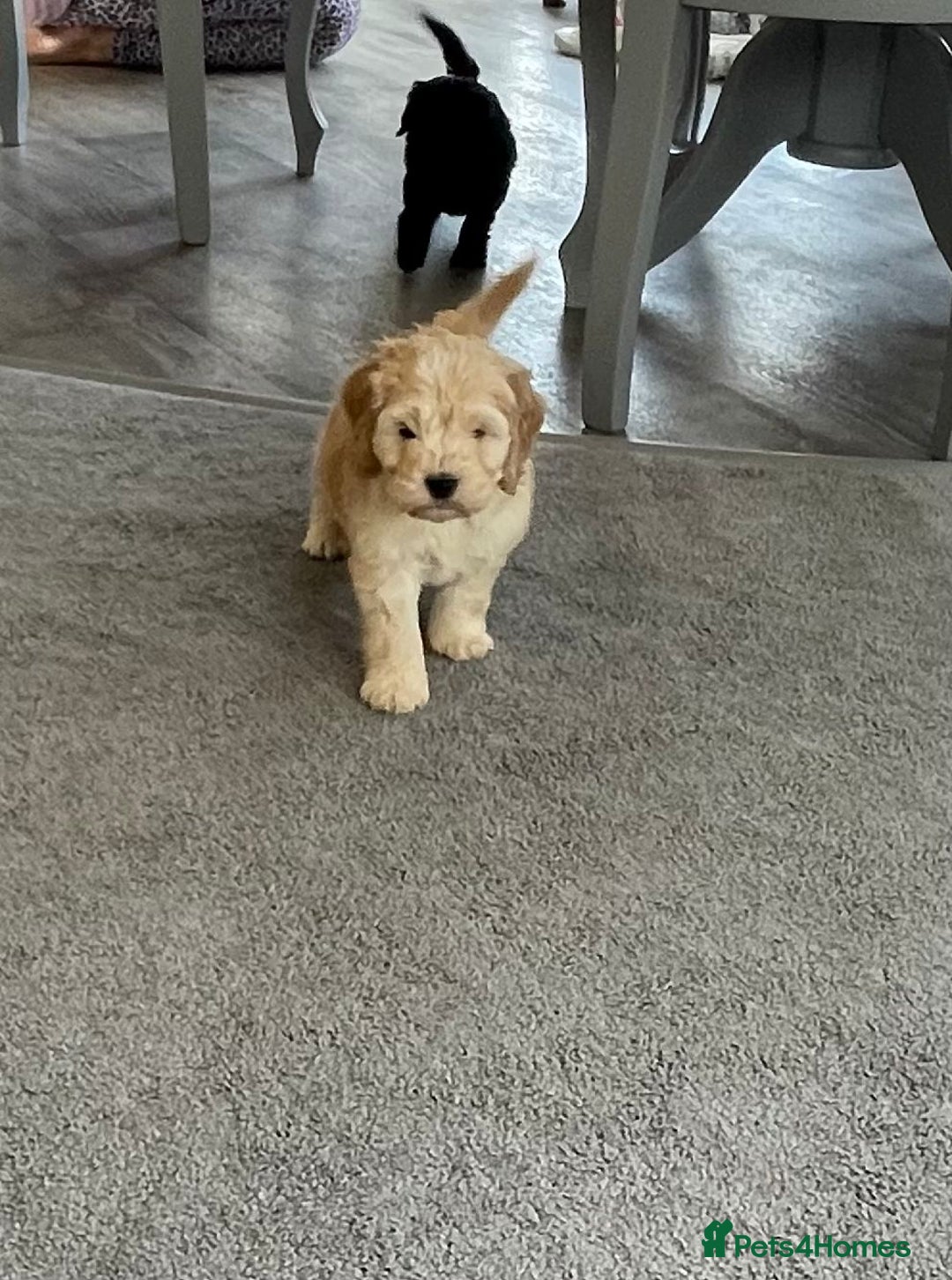 Cockapoo dogs for sale: F1 cockapoo puppies 5 boys  - Image 13