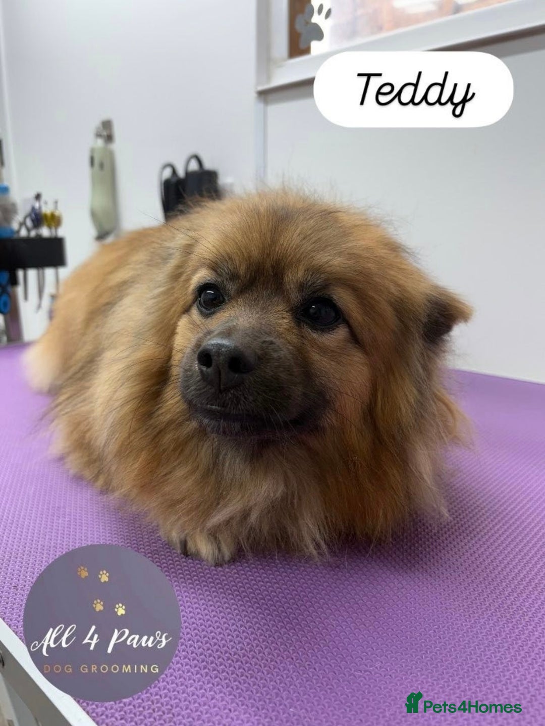 Pomeranian dogs for sale: Pomeranian little boy needs permanent loving home  - Advert 3