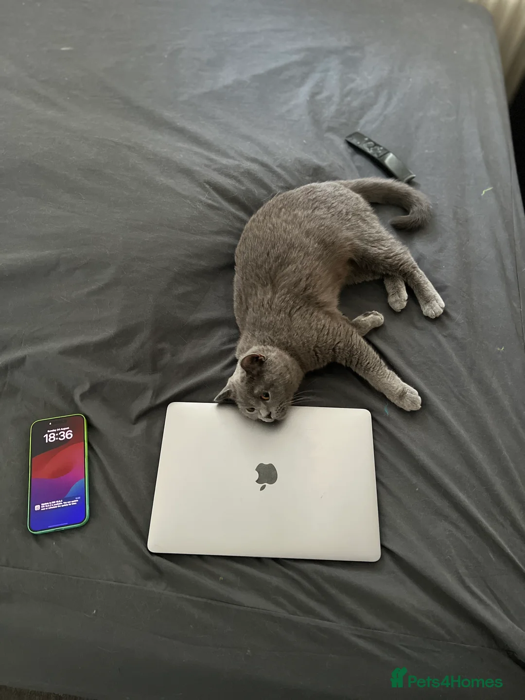 British Shorthair cats for sale: Two shorthair Girls lilac and blue - Advert 2