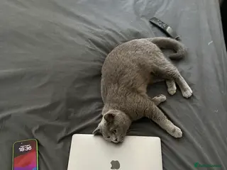 British Shorthair cats Two shorthair Girls lilac and blue - Advert 2