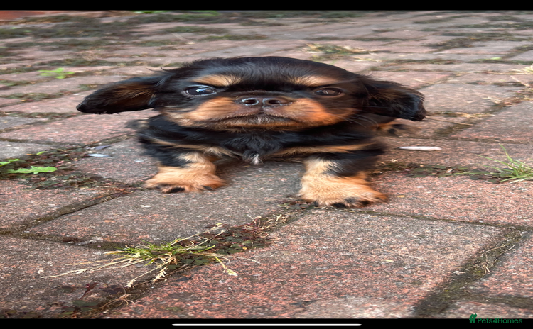 King Charles Spaniel dogs - Advert 1